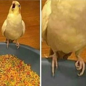 Meet your Posher, Patrick